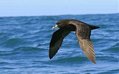 White-chinned Petrel